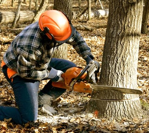 Tree Removal in Redwood, NY